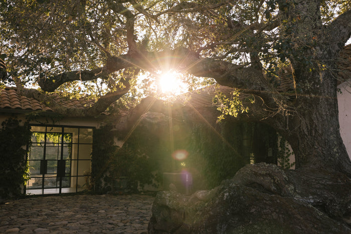 House Garden with sun flare
